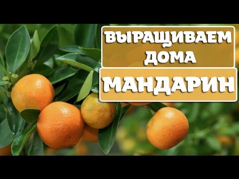 Video: Mandarino Auginimas Iš Sėklų Puode