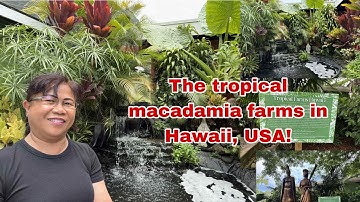 The tropical Macadamia nuts farm and store in Honolulu, Hawaii, USA!