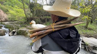 遛柯尔鸭却意外发现竹笋，农村世界真精彩