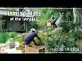 【Project.14】Planting moss at the temple garden. お寺の庭に苔を植える【Japanese Garden】