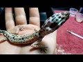DYING LEOPARD GECKO EMERGENCY RESCUE | SKIN AND BONES STARVED TO DEATH