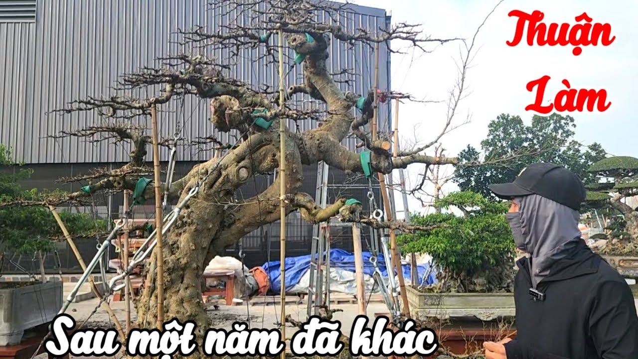 Xem cây Long mà Thuận Đồng Nát làm thay đổi diện mạo sau một năm tại HTX Cây cảnh Bách Thuận 