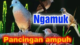 Download lagu Masteran perkutut tembakan rapat full power full variasi bikin emosi