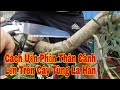 CÁCH UỐN TẠO DÁNG PHẦN THÂN CÀNH LỚN TRÊN CÂY TÙNG LA HÁN SỬ DỤNG KỸ THUẬT VÊ CÀNH