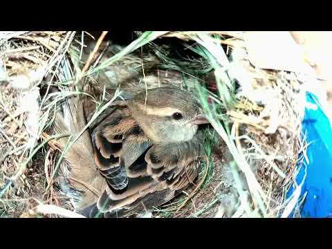 Nesting, hatching and full growth of sparrows