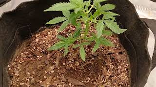 Sour Jealousy by Fastbuds Genetics 2nd week of Veg