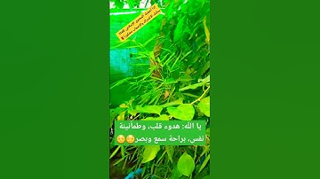 #هدوء #راحة_نفسية #طمأنينه #أذكار #أذكار_الصباح #رقية_شرعية #تلاوة_هادئة #تلاوة_خاشعة #قرآن #آيات
