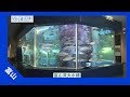 2017年 #5 魚津水族館の生物調査 | 海と日本PROJECT in 富山