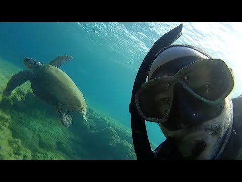 Sea turtles compilation