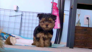 10 Week Old Thor the Yorkie