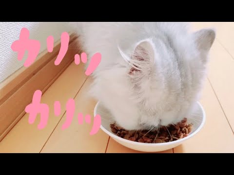 ペルシャ猫がカリカリを食べる咀嚼音 ASMR[べべ様ちゃんねる]