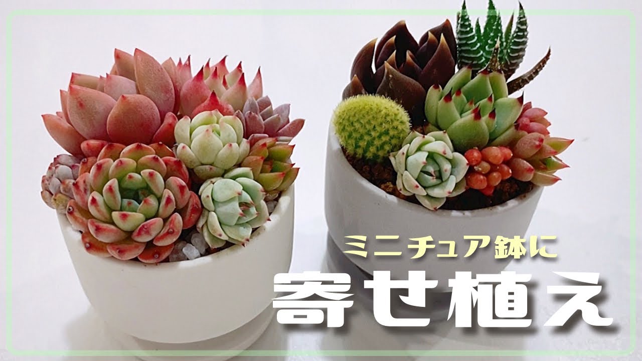 ミニチュア鉢に初の寄せ植え挑戦【多肉植物/エケベリア】 - YouTube