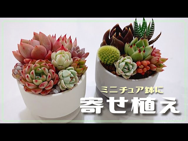 ミニチュア鉢に初の寄せ植え挑戦【多肉植物/エケベリア】 - YouTube