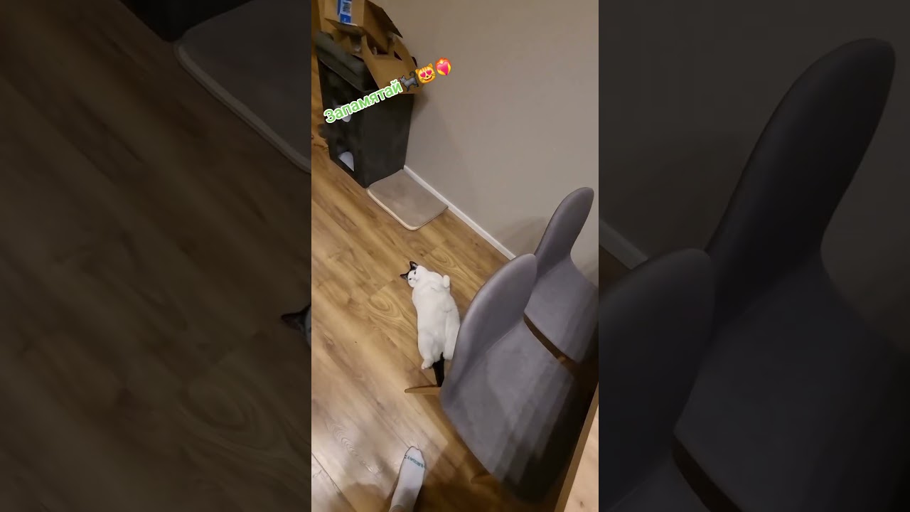 Стэтхэм о животеке🐈‍⬛😻❤️‍🔥 