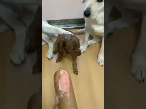 Коллективное предательство.# Собачки