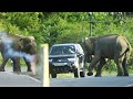 elephant attack in sri lanka