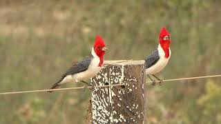 Red-crested cardinal (Paroaria capitata)