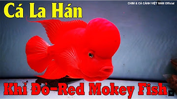 CÁ LA HÁN KHỈ ĐỎ MÀU CỰC ĐẸP CÓ MỘT KHÔNG HAI HÀNG HIẾM TẠI VIỆT NAM - RED MONKEY FISH
