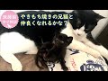 子猫を保護して4年後、また子猫と出会う！　兄弟ができて仲良くなる姿に家族で癒される　ナレーション付【保護猫幸せ物語】#42 Foster cat`s happy story