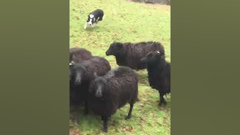 LOT 39 - SAM - 7/2/2024 TIMED INTERNET AUCTION OF WORKING SHEEPDOGS