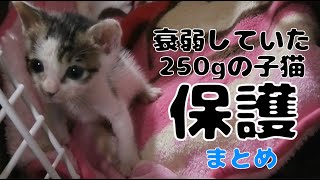 【まとめ1】衰弱していた250の子猫を保護【ご飯をあまり食べない】