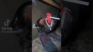 Chicken be drippin 🌧 Chicken be drippin 🌧