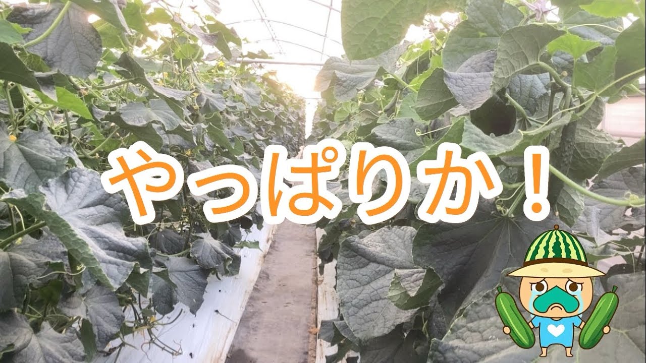 予想が当たりました。