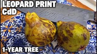 Leopard Print Col de Dame Gris — My First Mature-Berry-Tasting Fig Off a 1-Year Tree. COL DE DAME