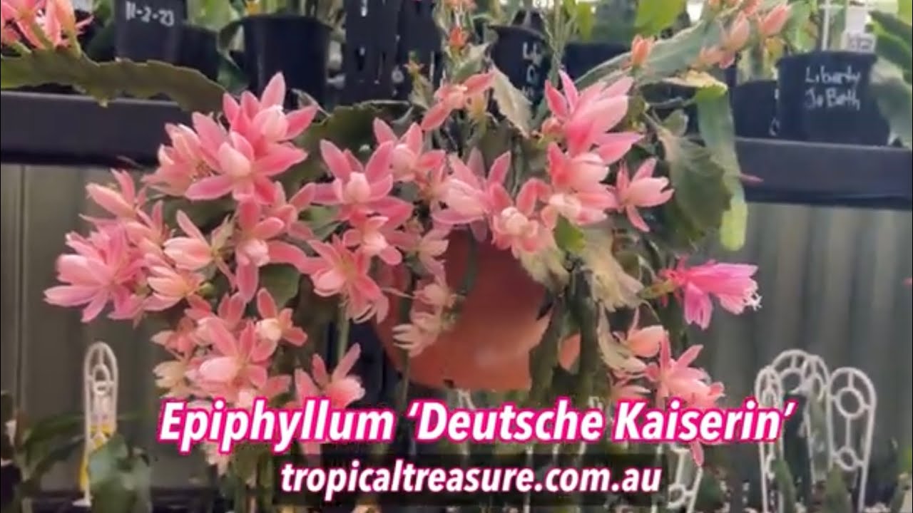 großer gummibaum Ficus elastica variegata „Altissima“ – Gummibaum Stämmchen 80–100 cm main image 1