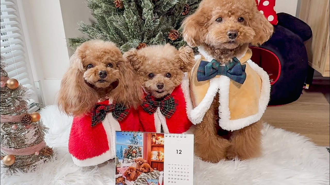 感謝を込めて今年もやります！カレンダープレゼント企画🎄✨