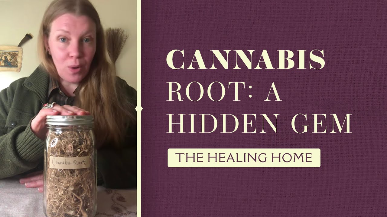 Cannabis Root: A Hidden Gem of Healing