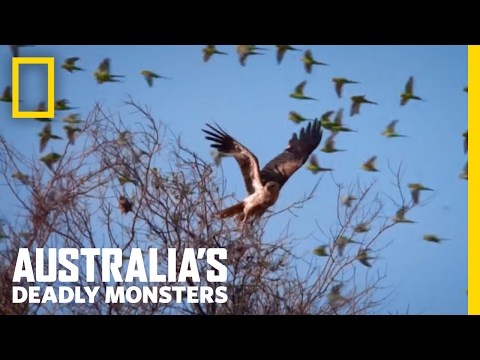 Video: Străinii Contra Predatorului Interzisa în Australia