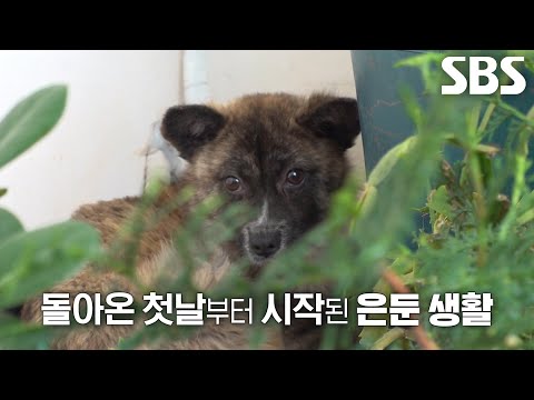 열악한 <strong>환경</strong> 속 구조되어 사람만 보면 두려워하게 된 ‘함평이’