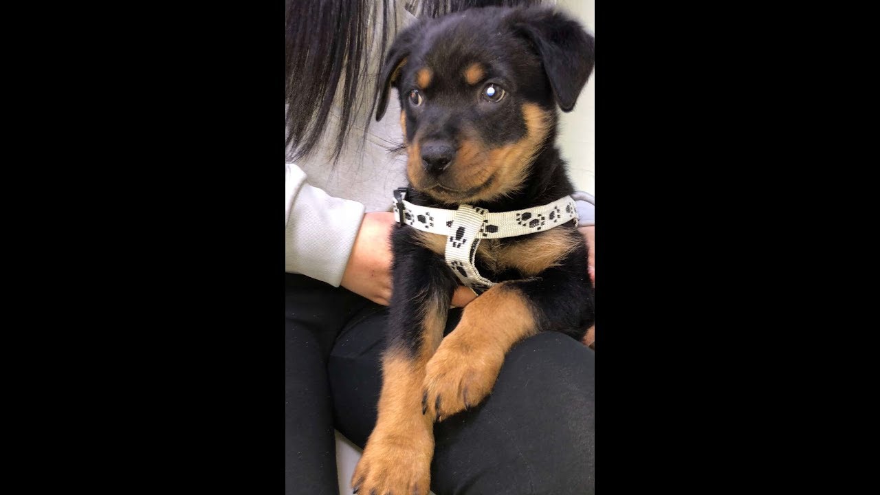 our 9 weeks old rottweiler Puppys First visit at vets YouTube