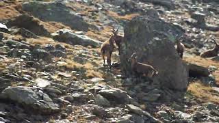 Steibockfamilie Am Piz Alv