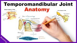 Temporomandibular Joint (TMJ) Anatomy  Animation
