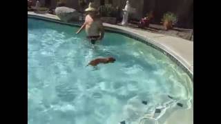 MVI 2030 Vizsla girl swimming
