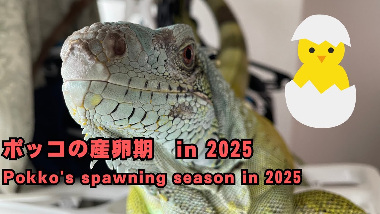 【グリーンイグアナ】今年も来ました、産卵期 in 2025 [Green iguana] Here it comes again—spawning season in 2025.