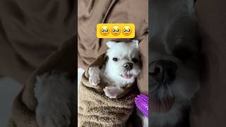 おくるみ風に包んであげるとこうなる🥹🥹🥹#shorts #可愛い犬 #マルチーズ