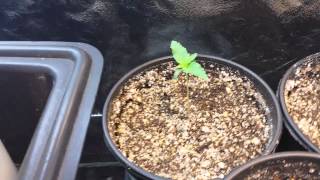 French Touch / Sativa de rois