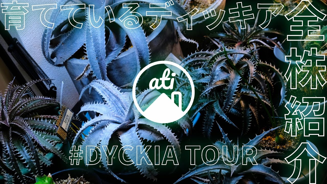PLANT TOUR】育てているディッキア全株紹介 #Dyckiatour - YouTube