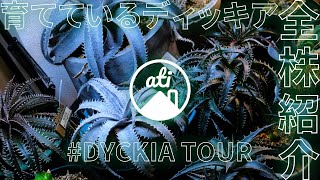 【植物】育てているディッキア全株紹介 #Dyckiatour【PLANT TOUR】