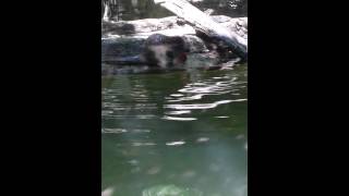 Otter Playing with Fish Popscicle