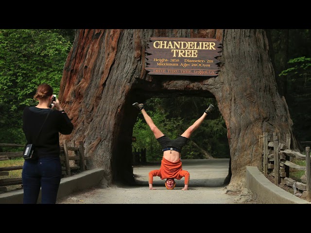California S Redwoods In The Land Of Giants Los Angeles Times - Did The Chandelier Tree Fall Down California S Redwoods In The Land Of Giants Los Angeles Times - Did The Chandelier Tree Fall Down