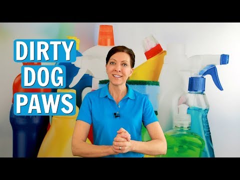 गंदे कुत्ते के पंजे साफ करने के 3 शीर्ष तरीके - आसान घर की सफाई युक्तियाँ