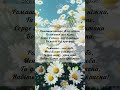 Ромашка квітка Ніжна українська пісня про кохання Авторська лірика