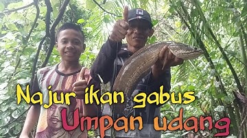 Najur ikan gabus || umpan udang || jejak para pemancing channel