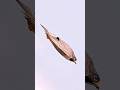 दुनिया का सबसे तेज उड़ने वाला पक्षी 🦅#facts #birds #shorts #shortsfeed
