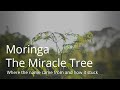 Moringa Documentary (English Subtitles) - "The Miracle Tree"