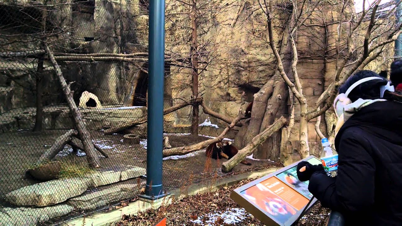Red pandas playing at Lincoln Park Zoo in Chicago YouTube